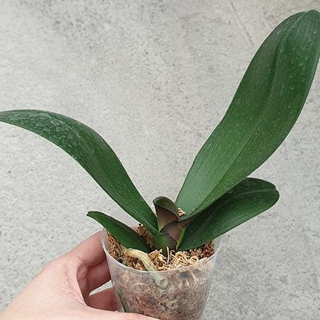 Phalaenopsis OX Red Sesame 2.5"