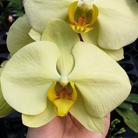 Phalaenopsis Star Green Beauty 2.5"