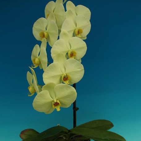 Phalaenopsis Star Green Beauty 2.5"