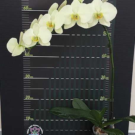 Phalaenopsis Star Green Beauty 2.5"