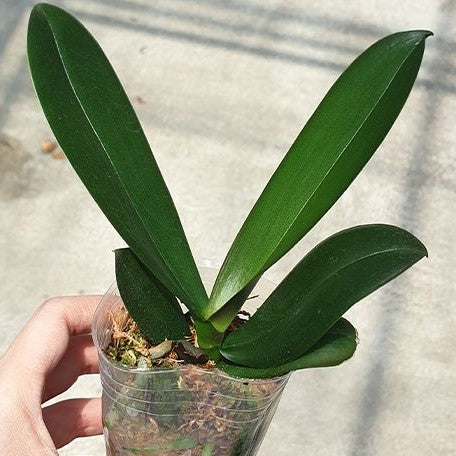 Phalaenopsis Star Green Beauty 2.5"