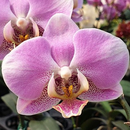 Phalaenopsis ARK'S Good Fortune 3.0"