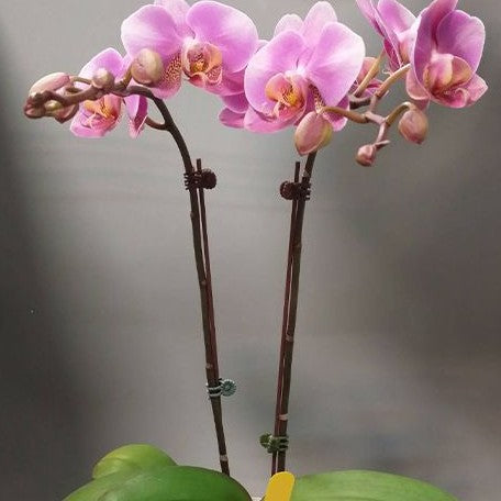 Phalaenopsis ARK'S Good Fortune 3.0"