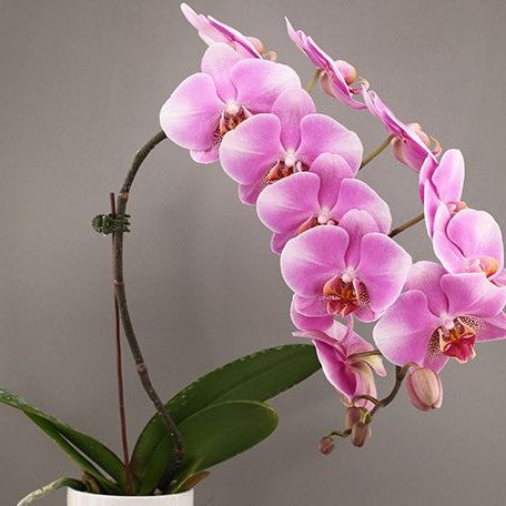 Phalaenopsis ARK'S Good Fortune 3.0"