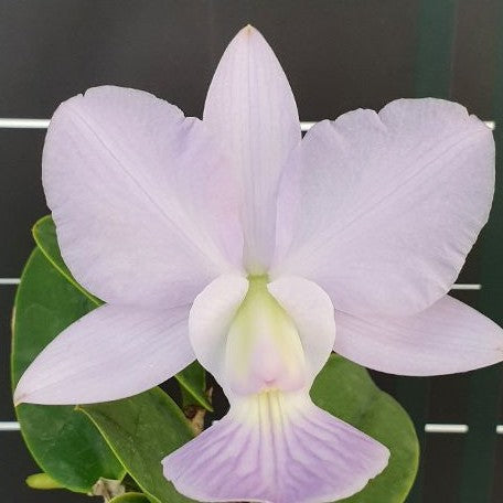 Cattleya walkeriana var. blue × sib 2.0"