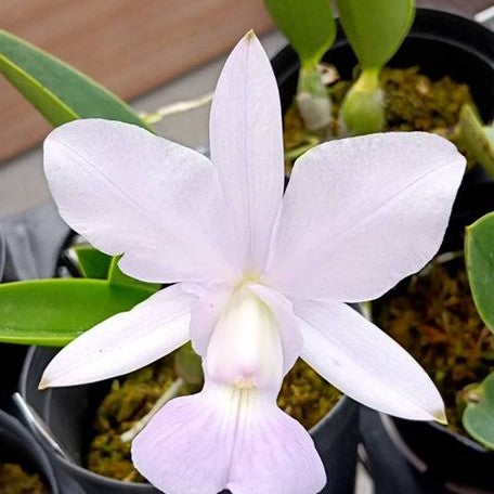 Cattleya walkeriana var. blue × sib 2.0"