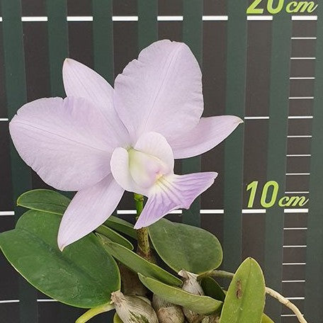 Cattleya walkeriana var. blue × sib 2.0"