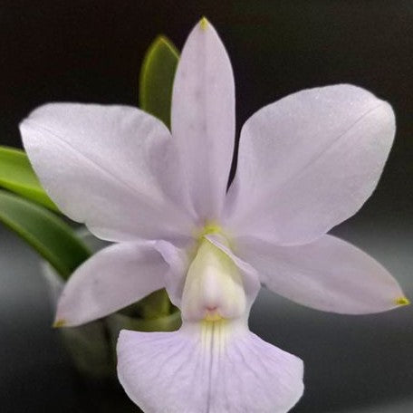 Cattleya walkeriana var. blue × sib 2.0"