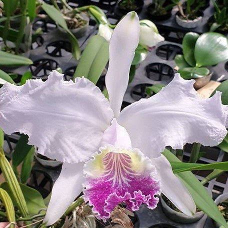 Cattleya lueddemanniana var. coerulea × sib 2.5"