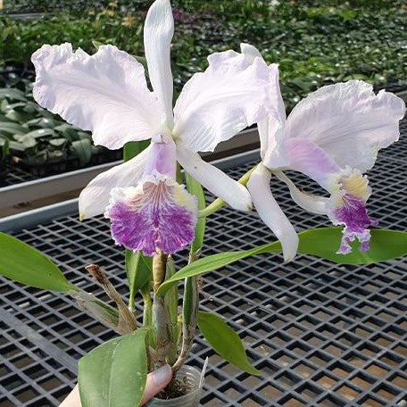 Cattleya lueddemanniana var. coerulea × sib 2.5"