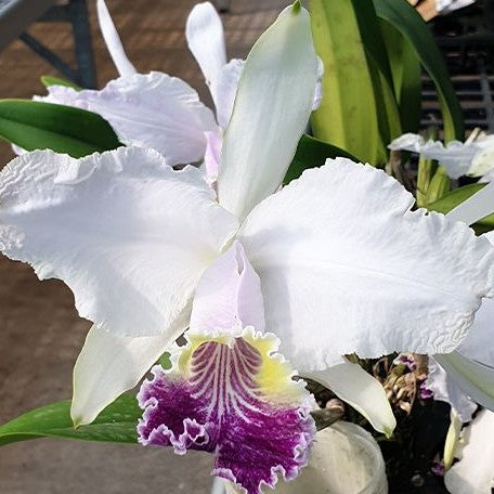 Cattleya lueddemanniana var. coerulea × sib 2.5"