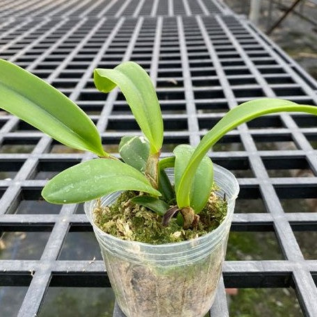 Cattleya lueddemanniana var. coerulea × sib 2.5"