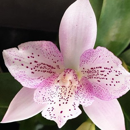 Caulocattleya Chantilly Lace 'Twinkle' 2.5" fragrant