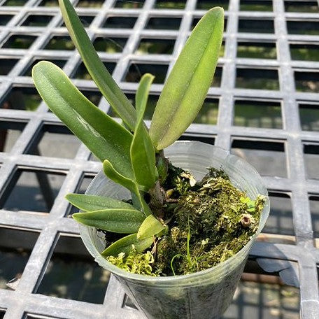 Cattleya eldorado var. alba × sib 2.5"