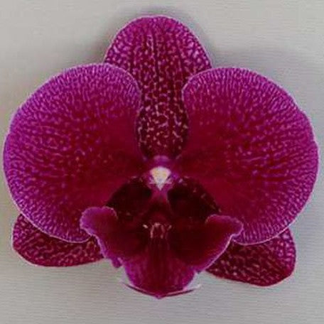 Phalaenopsis Tying Shin Galaxy 2.5"