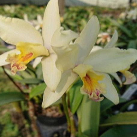 Rhyncholaeliocattleya Haw Yuan Moon 3.0"