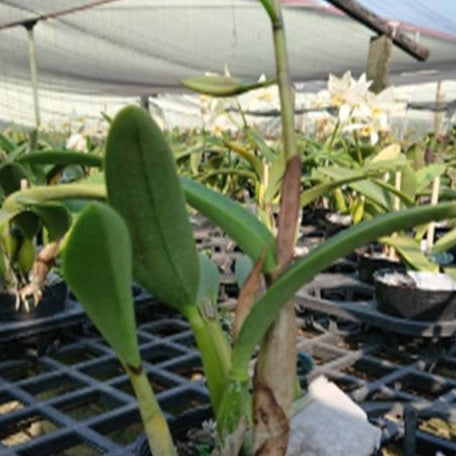 Rhyncholaeliocattleya Haw Yuan Moon 3.0" Fragrant