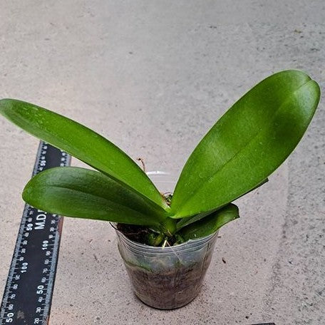 Phalaenopsis I Hsin Adzuki Bean 2.5"