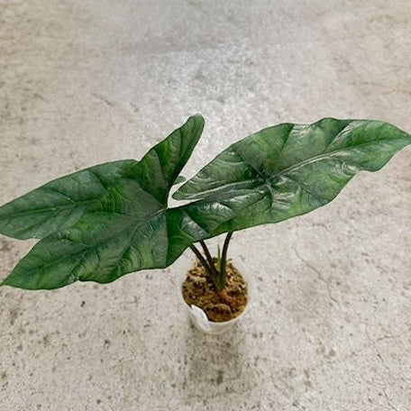 Alocasia Simpo 2.5"