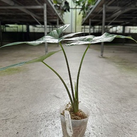 Alocasia Simpo 2.5"