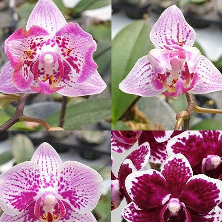 Phalaenopsis Younghome Summer (peloric) 2.5"