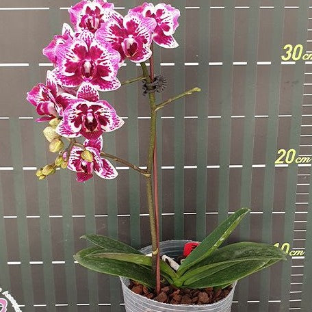 Phalaenopsis Younghome Summer (peloric) 2.5"