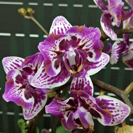 Phalaenopsis Younghome Summer (peloric) 2.5"