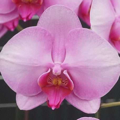 Phalaenopsis Miki Lover '106' 2.5"