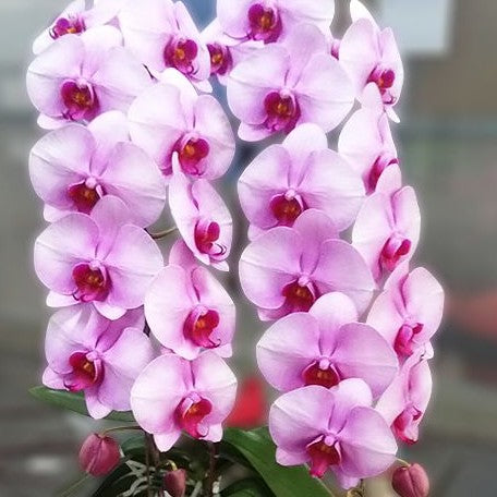 Phalaenopsis Miki Lover '106' 2.5"