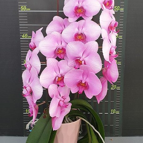 Phalaenopsis Miki Lover '106' 2.5"