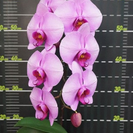 Phalaenopsis Miki Lover '106' 2.5"