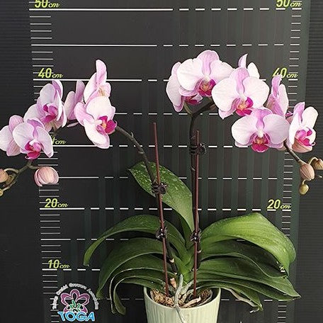 Phalaenopsis Miki Cotton Candy '146' 2.5"