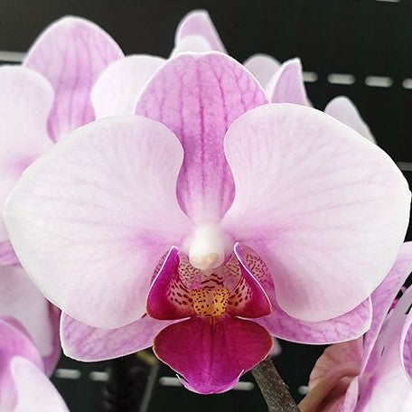 Phalaenopsis Miki Cotton Candy '146' 2.5"