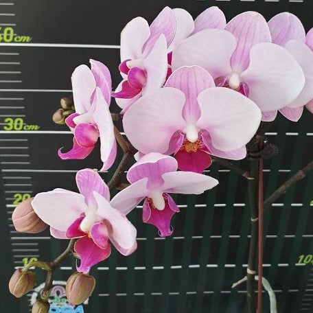 Phalaenopsis Miki Cotton Candy '146' 2.5"