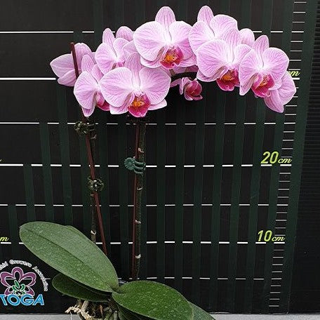 Phalaenopsis Miki Pink Rabbit '174' 2.5"