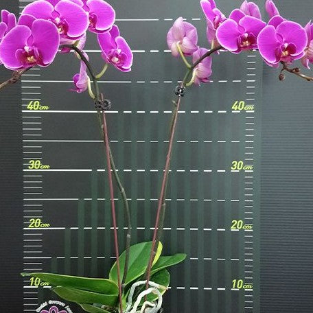 Phalaenopsis Ching Ann Diamond 2.5"