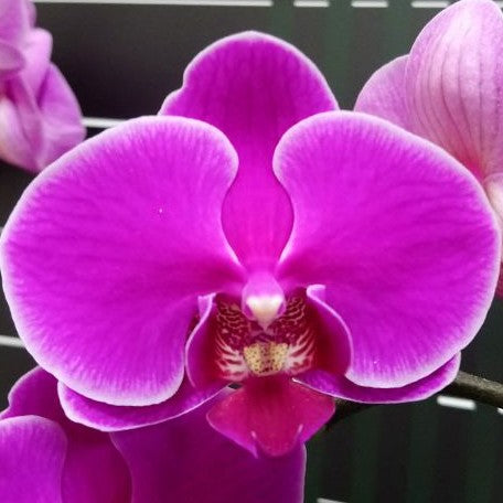 Phalaenopsis Ching Ann Diamond 2.5"