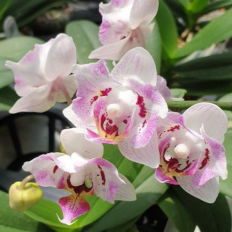 Phalaenopsis OX Happy Honey Moon (peloric 2 eyes) 2.5"