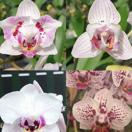 Phalaenopsis OX Happy Honey Moon (peloric 2 eyes) 2.5"