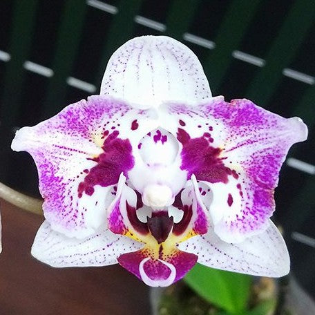 Phalaenopsis OX Happy Honey Moon (peloric 2 eyes) 2.5"