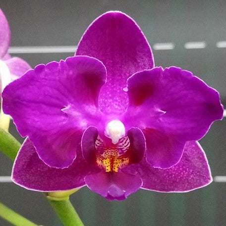 Phalaenopsis Lianher Happy Star '566' (peloric) 2.5"