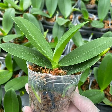 Phalaenopsis Lianher Happy Star '566' (peloric) 2.5"