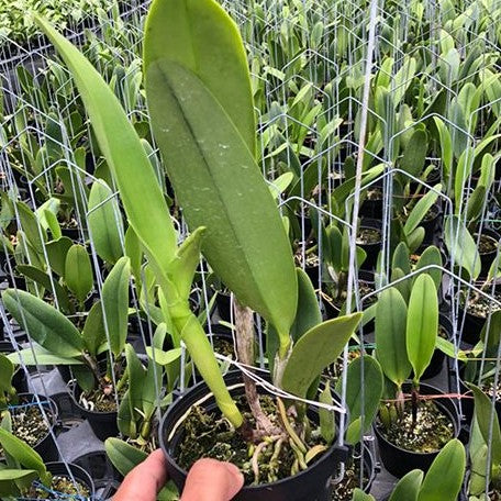 Rhyncholaeliocattleya Nakornchaisri Delight 'Nothodoritis2' 3.5"