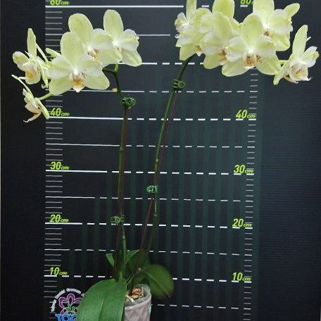 Phalaenopsis Younghome Green Dancer '519' (peloric) 2.5"