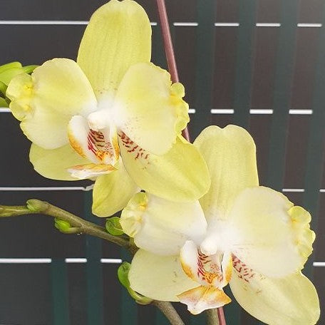 Phalaenopsis Younghome Green Dancer '519' (peloric) 2.5"