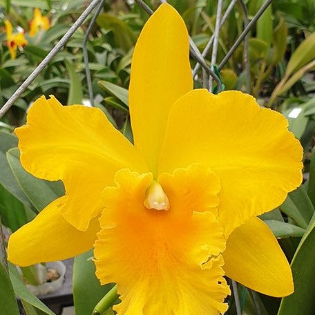 Rhyncholaeliocattleya Haw Yuan Gold 2.5"