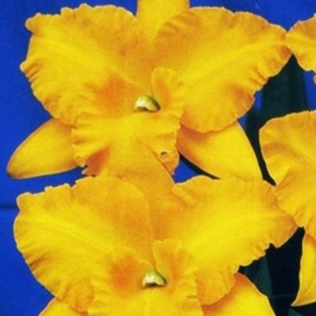 Rhyncholaeliocattleya Haw Yuan Gold 2.5"