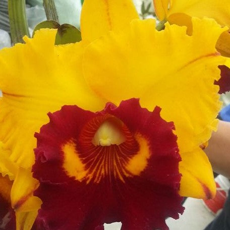 Brassolaeliocattleya Liu's Joyance 'Panther' 2.5"