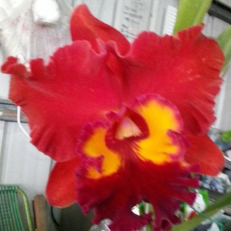 Rhyncholaeliocattleya Chialin Red Sun 2.5" Fragrant