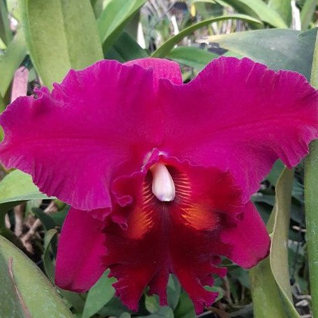 Rhyncholaeliocattleya Chialin Victor 2.5"